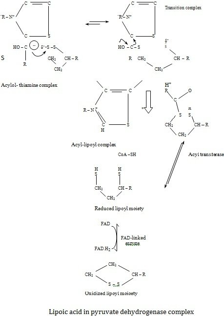 lipoic acid in pyruvate dehydrogenase complex